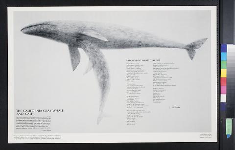 The California Gray Whale