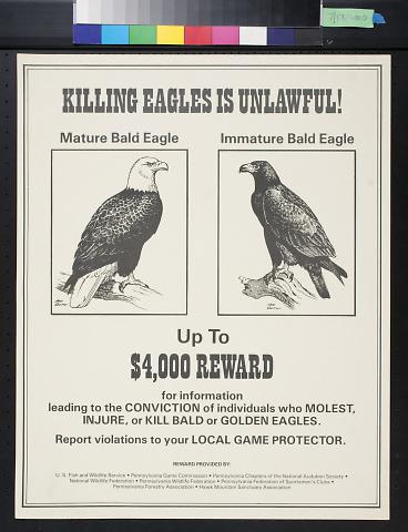 Killing Eagles Is Unlawful