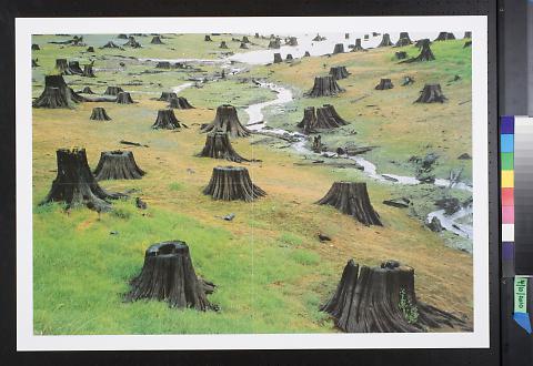 Untitled (Clear cut field of tree stumps)