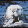 untitled (sea otter)