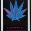 Cannabis Sativa