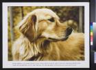 untitled (Golden Retriever, 9/11)