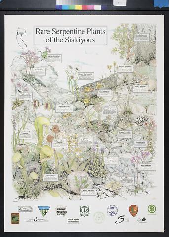 Rare Serpentine Plants of the Siskiyous