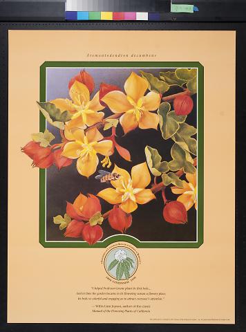 Fremontodendron decumbens