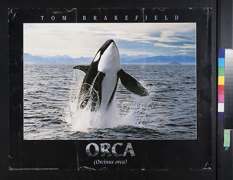 Orca