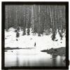 Snow and Timber Line, Uinta Mountains