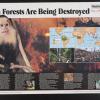 Rain Forests are Being Destroyed