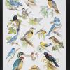 untitled (birds)