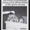 The results of greyhound racing