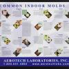 Common Indoor Molds