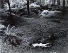 Child in Forest