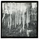 Quaking Aspen Grove, White Pine Canyon