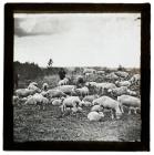 Sheep, Utah