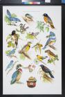 untitled (birds)