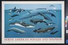 North American Whales and Dolphins