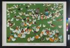 untitled (field of chickens)
