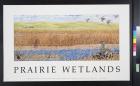 Prairie Wetlands