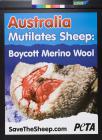 Australia mutilates sheep