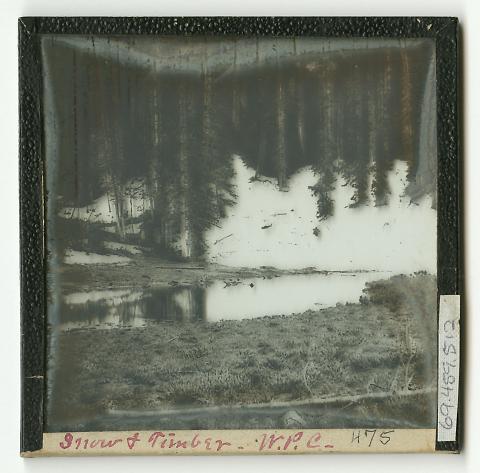 Snow and Timber, White Pine Canyon