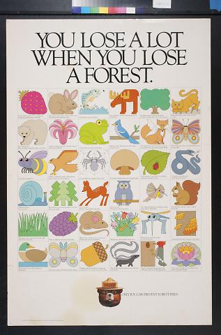 You Lose A Lot When You Lose A Forest