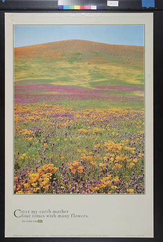 untitled (meadow of flowers)