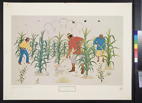 Pueblo Farmer Hoeing In The Cornfield