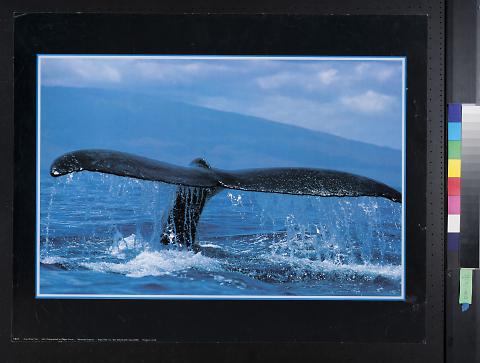 Untitled (Grey Whale Tail)