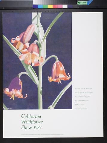 California Wildflower Show 1987
